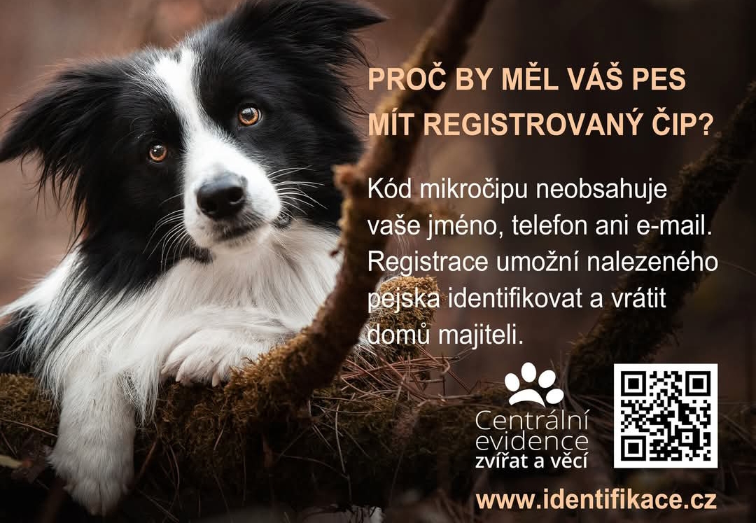 Proč by měl váš pes mít registrovaný čip?